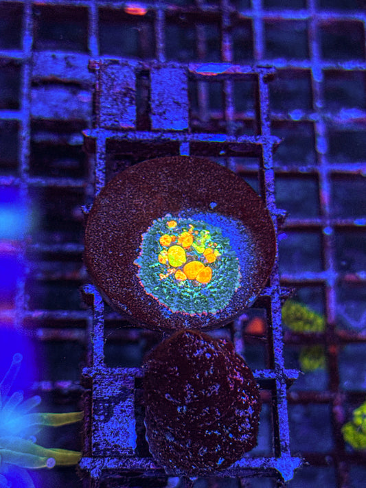 OG Bounce Mushroom (WYSIWYG)
