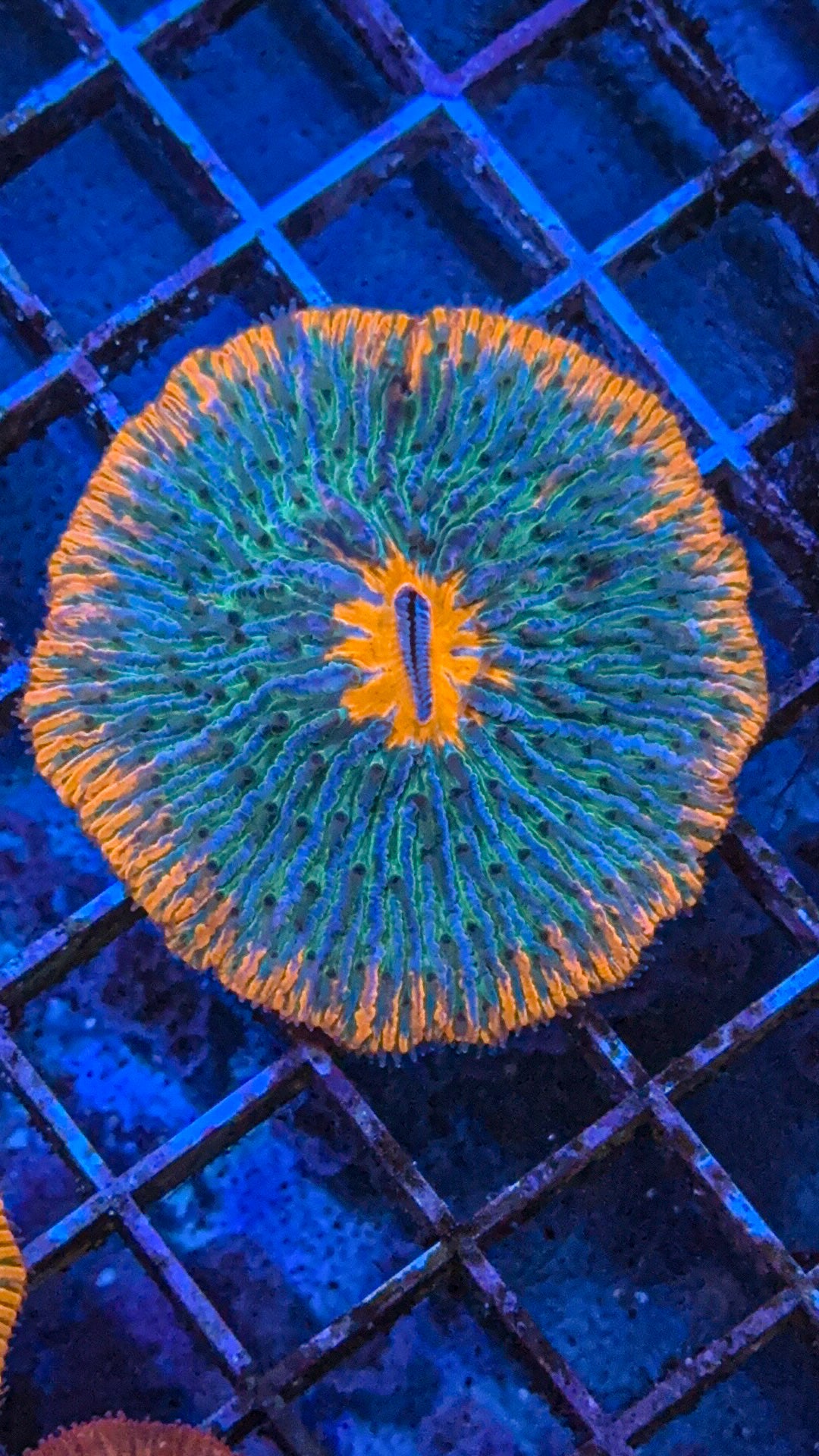 Ring Of Fire Fungia (WYSIWYG)