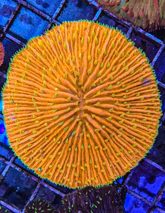 Sunset Fungia (WYSIWYG)