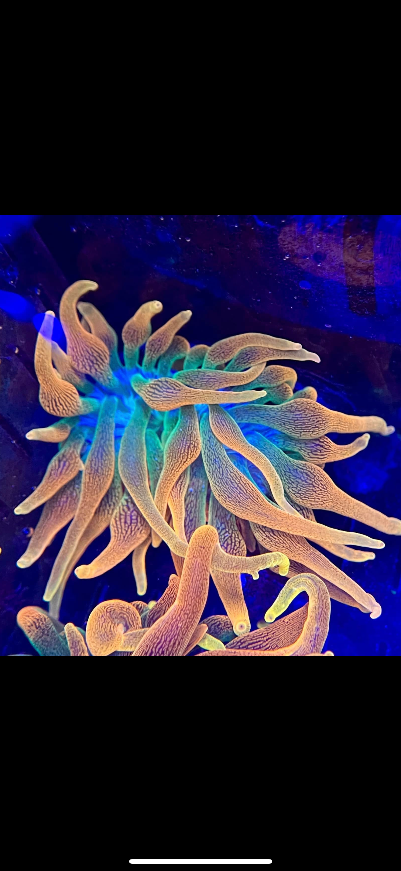 CSB Anemone “Colorado Sunburst Anemone”