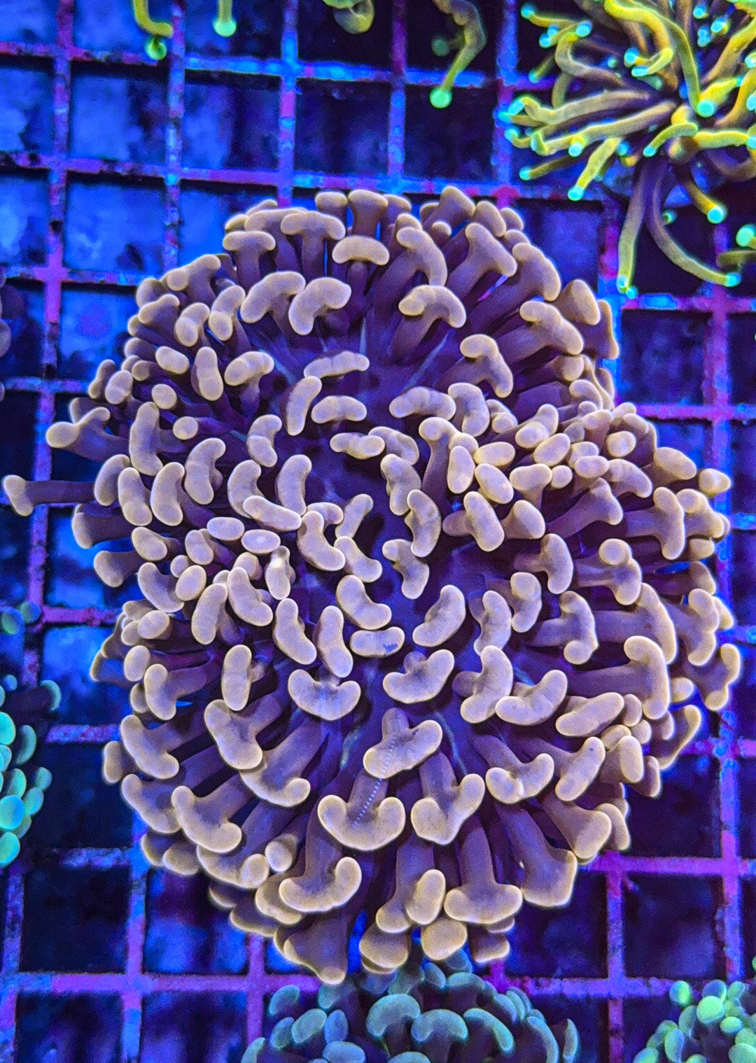 Big Pink Aussie Hammer (WYSIWYG)