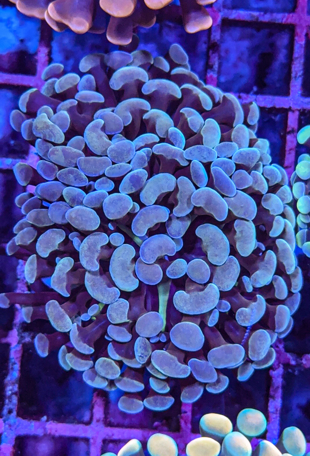 Frammer/Hammer (WYSIWYG)