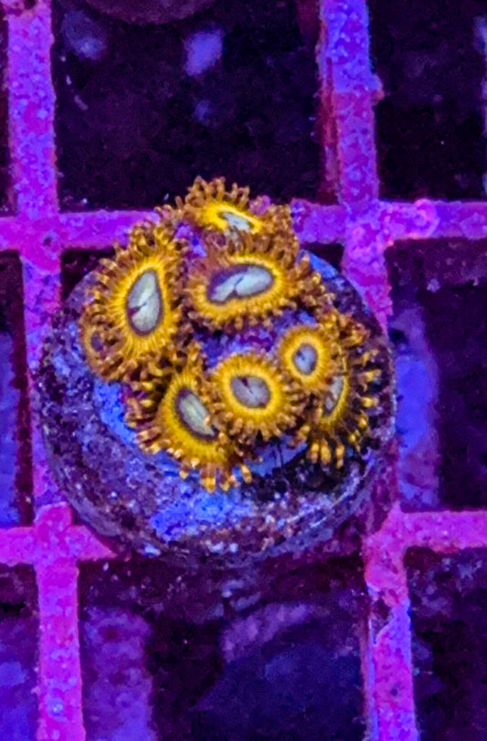 Pikachu Zoas (WYSIWYG)