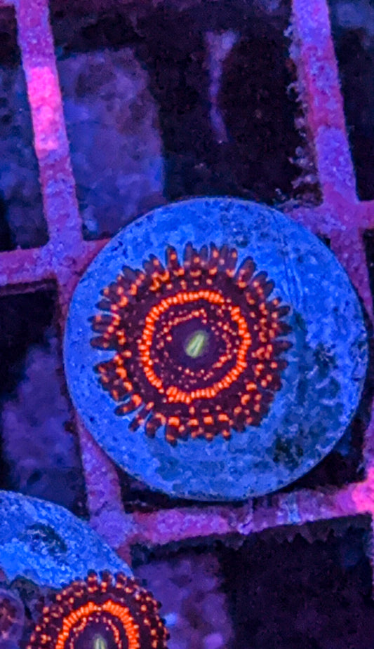 Illuminati Zoa (WYSIWYG)