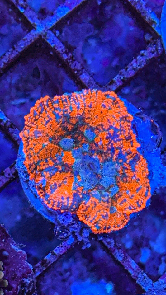 Superman Rhodactis Mushroom (WYSIWYG)