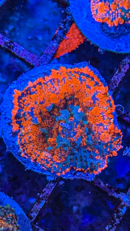 Superman Rhodactis Mushroom (WYSIWYG)