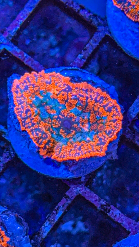 Superman Rhodactis Mushroom (WYSIWYG)