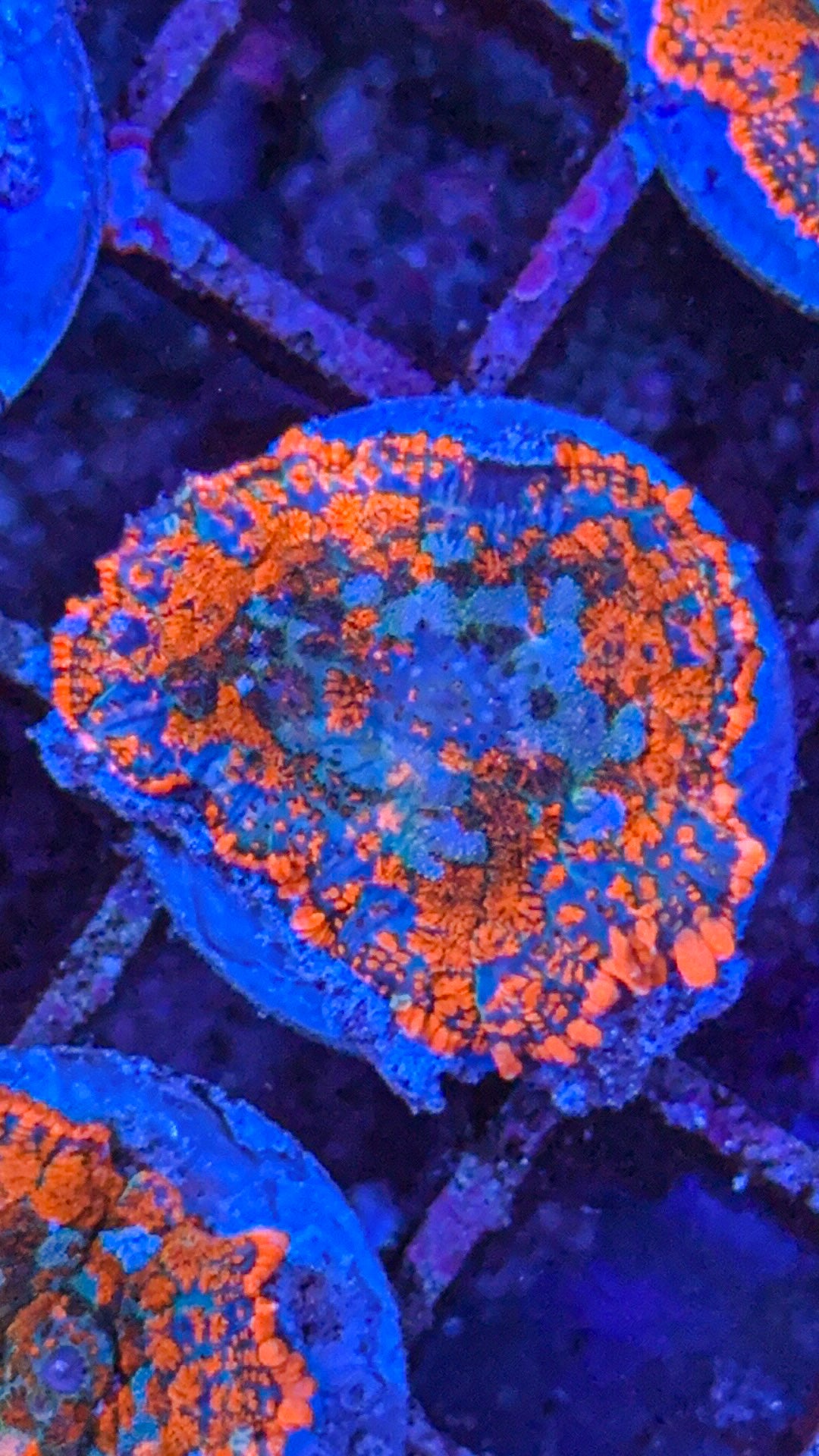 Superman Rhodactis Mushroom
(WYSIWYG)