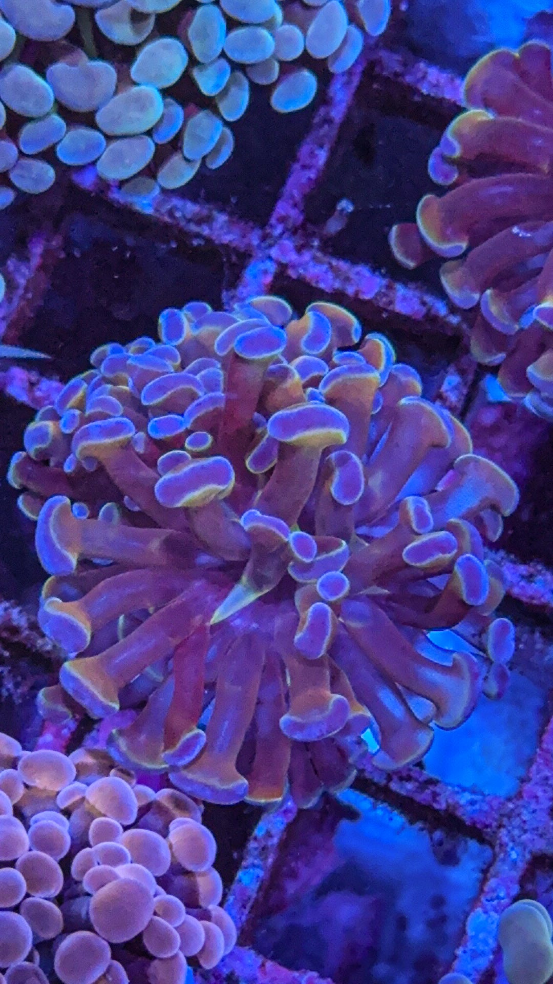 Hologram Hammer (WYSIWYG)