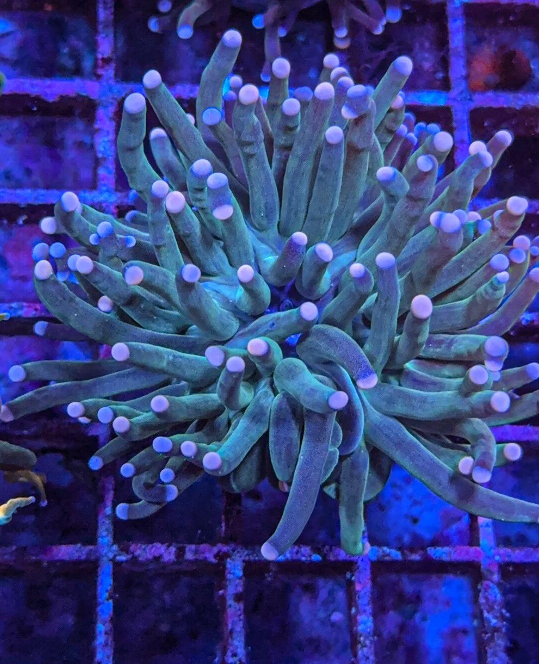 Dark Cotton Candy Torch (WYSIWYG)