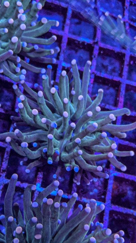 Dark Cotton Candy Torch (WYSIWYG)