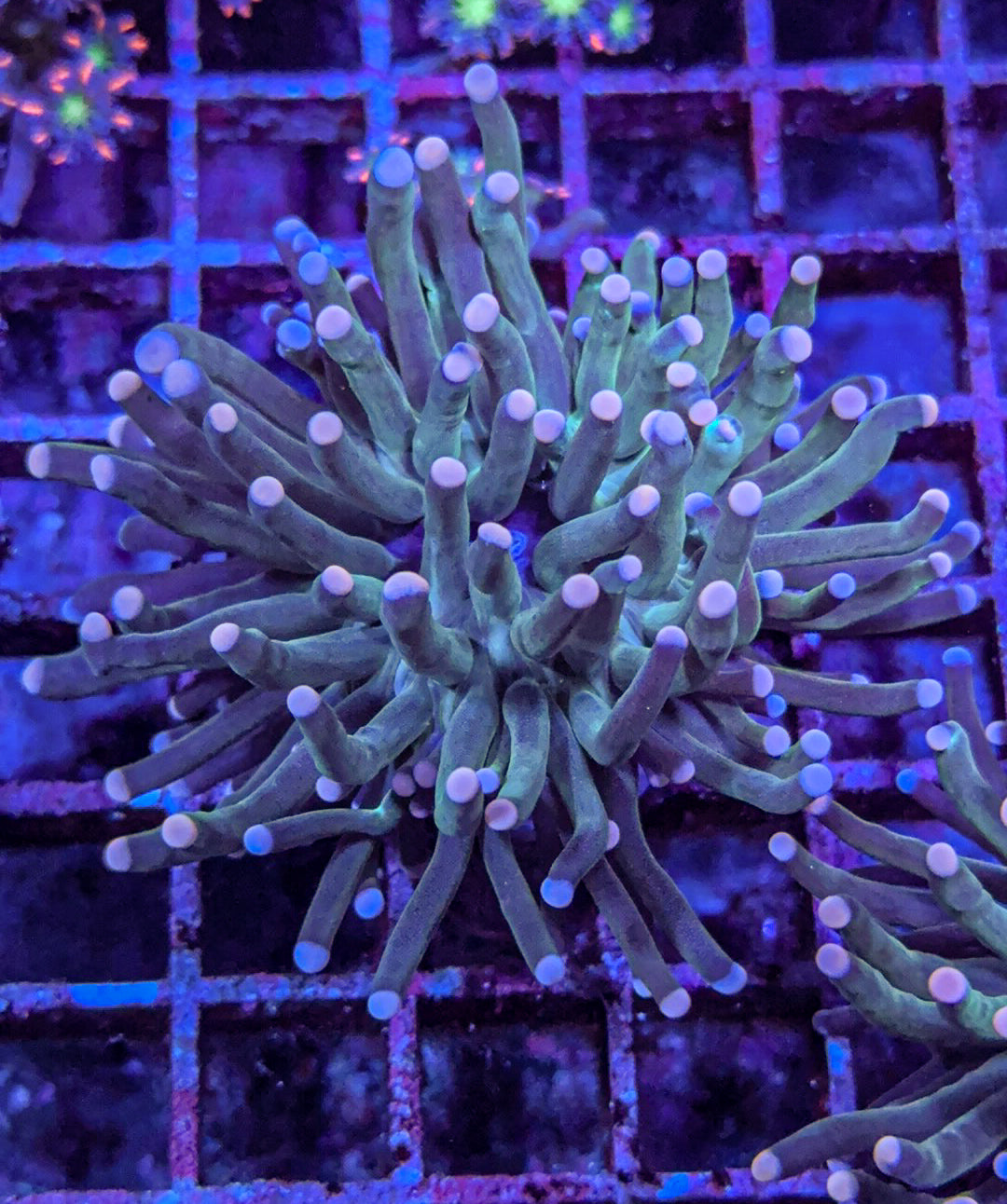 Dark Cotton Candy Torch (WYSIWYG)