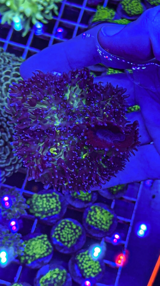 The Flash Bounce Mushroom (WYSIWYG)