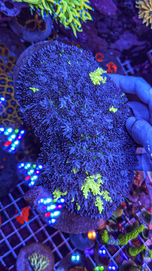 The Flash Bounce Mushroom (WYSIWYG)