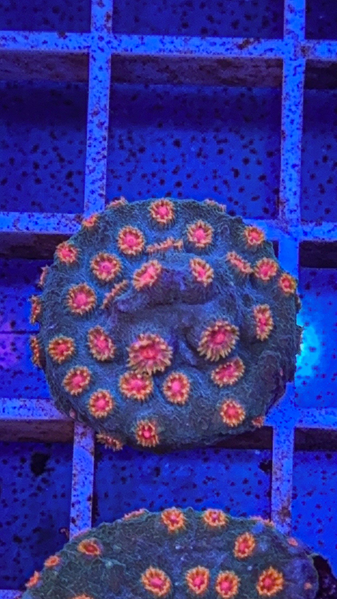 Meteor Shower Cyphastrea (WYSIWYG)