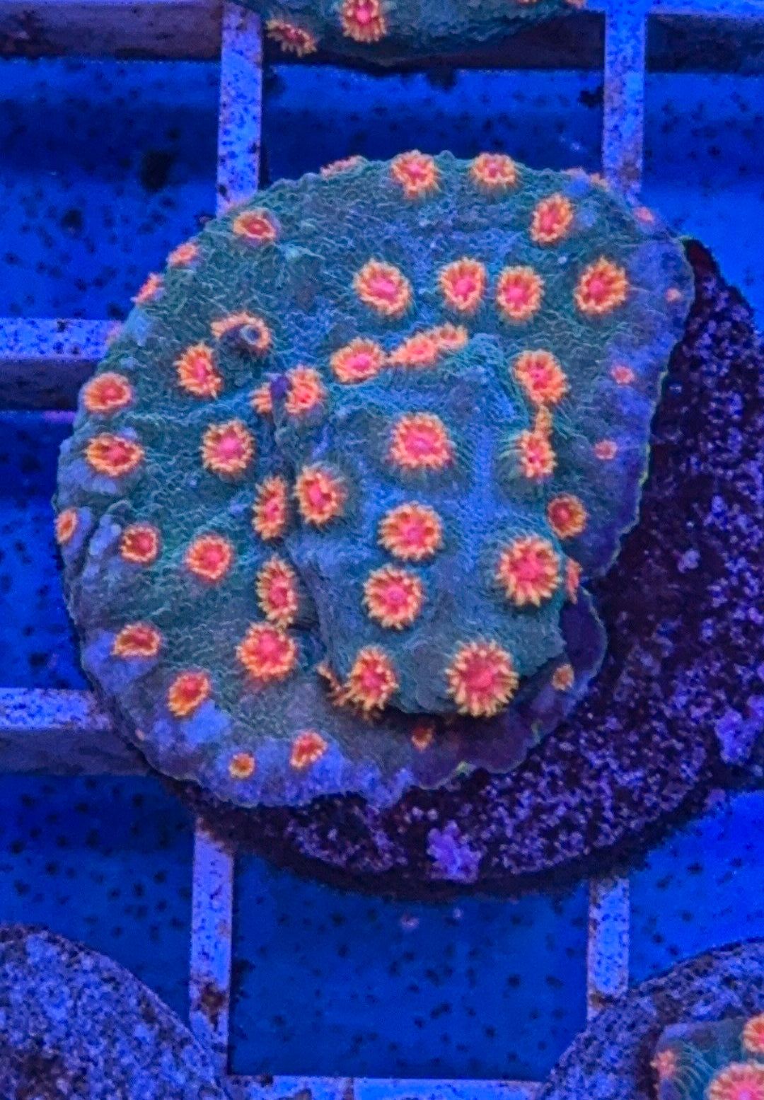 Meteor Shower Cyphastrea (WYSIWYG)