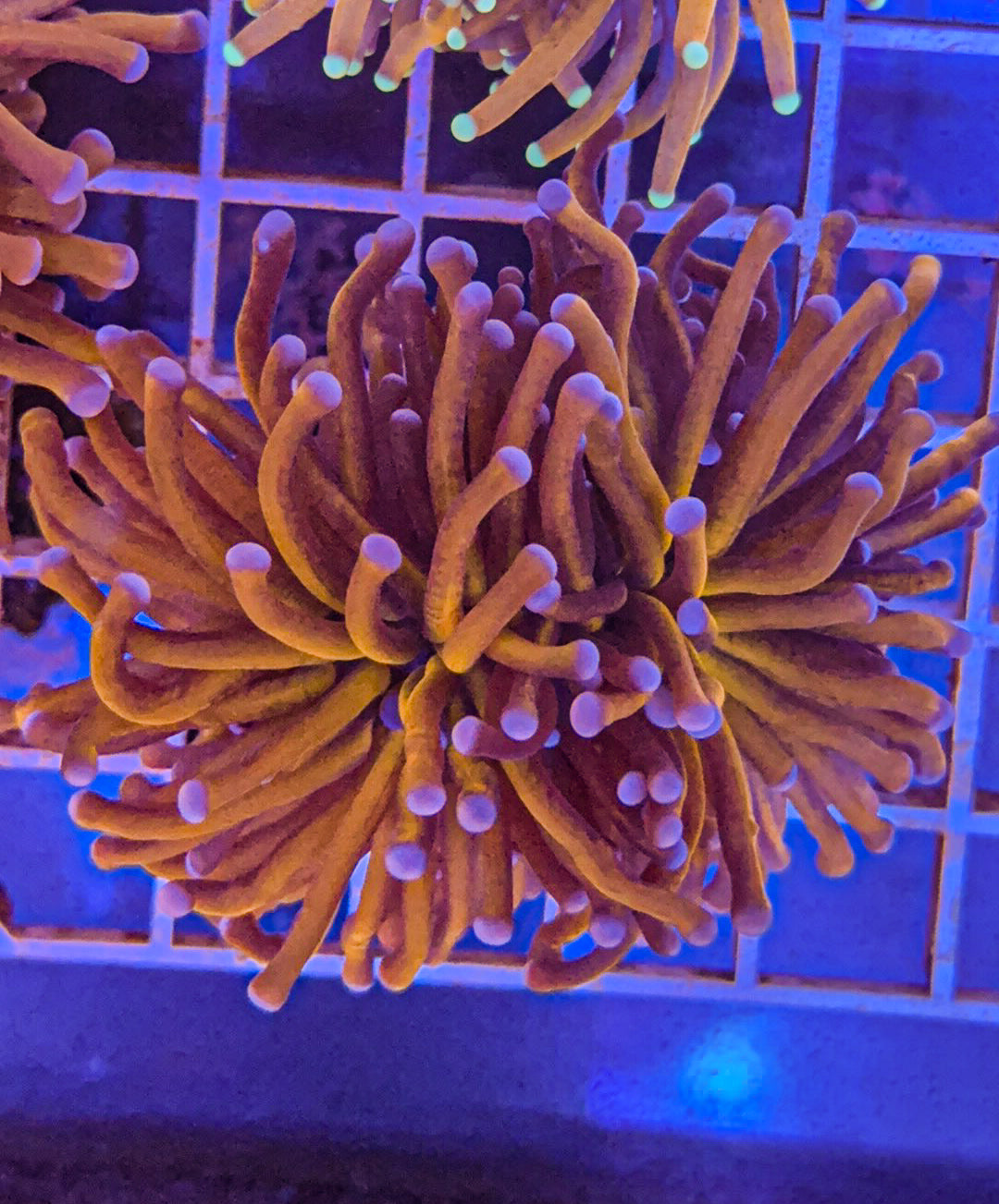 Aussie 24k Torch (WYSIWYG)