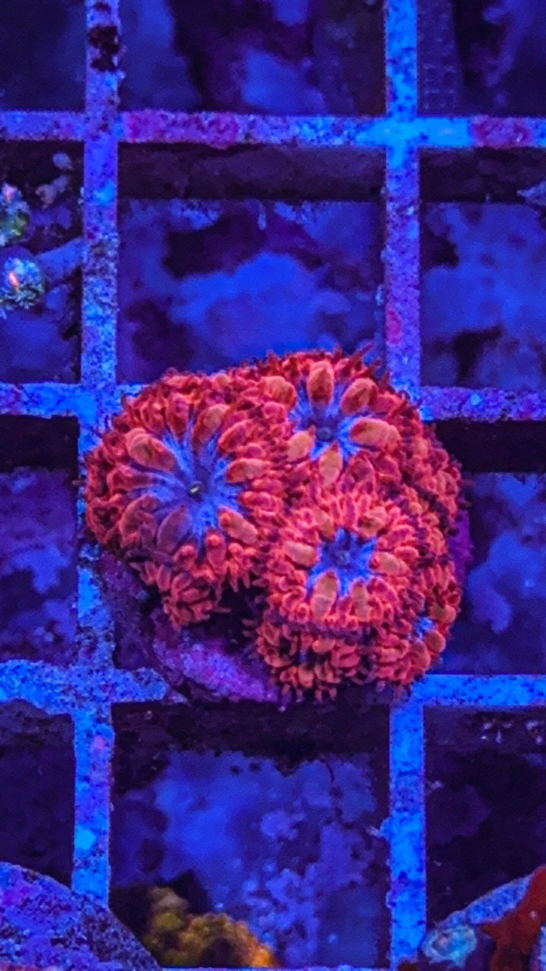 Blue Raven Blasto’s (WYSIWYG)