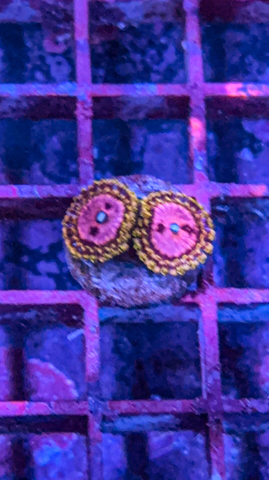 Pink Diamond Zoa (WYSIWYG)