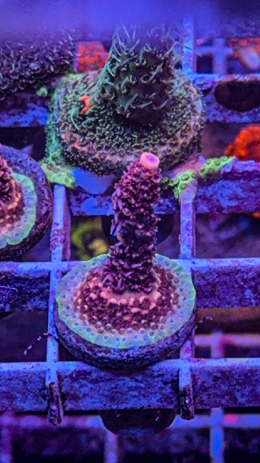 WCC Wooly Mammoth Milli (WYSIWYG)