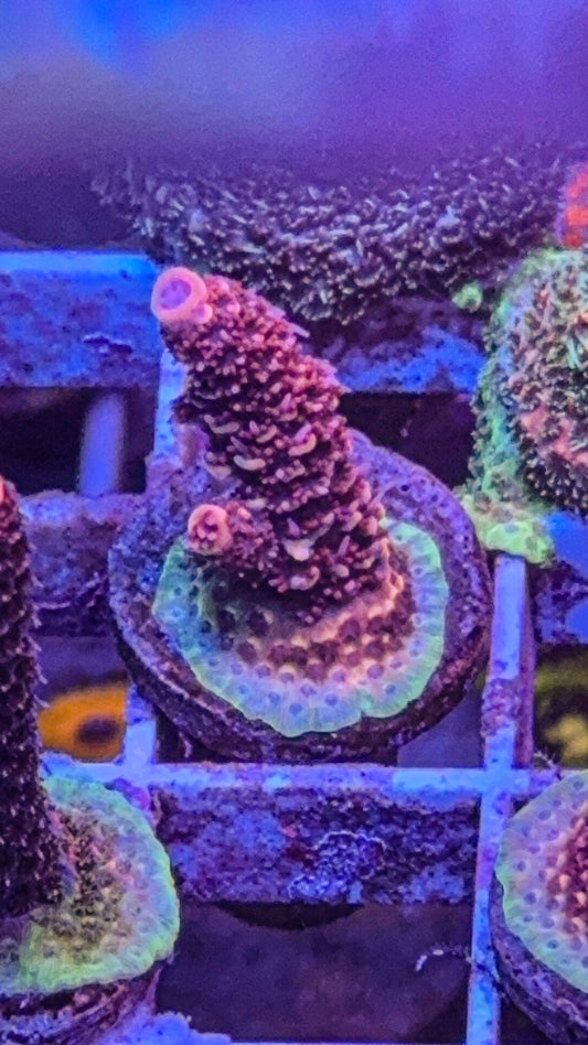 WCC Wooly Mammoth Milli (WYSIWYG)