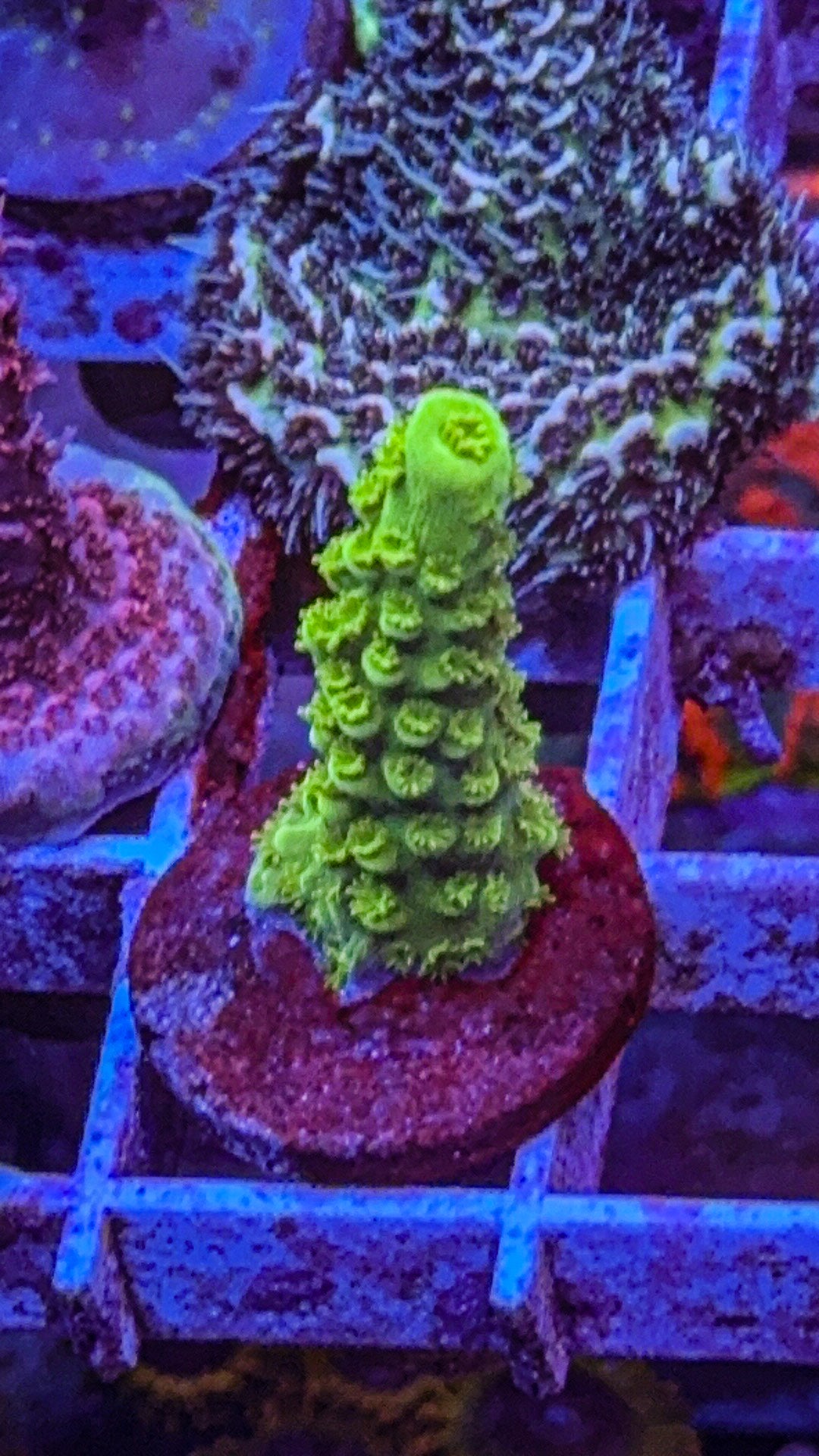 Green Slimmer Acro (WYSIWYG)