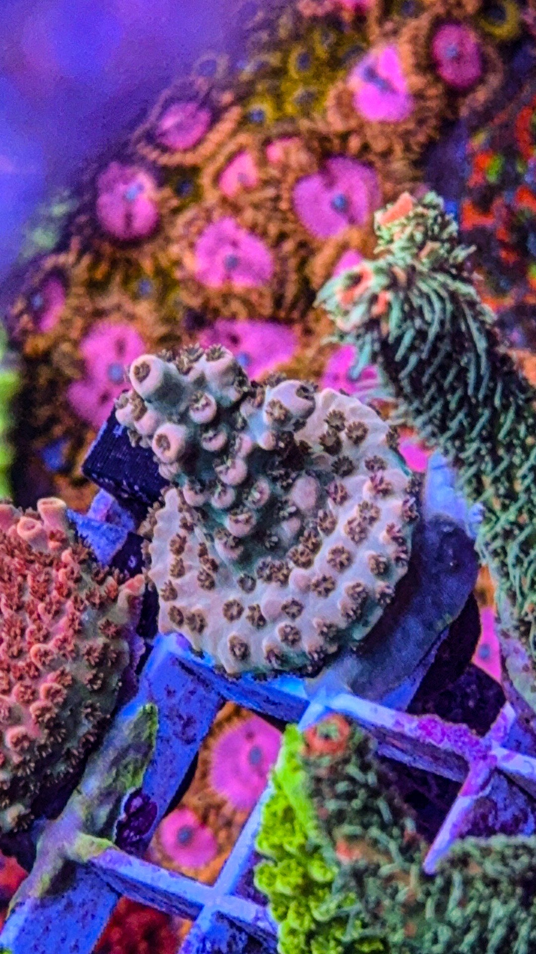 Crème De La Crème Acro (WYSIWYG)