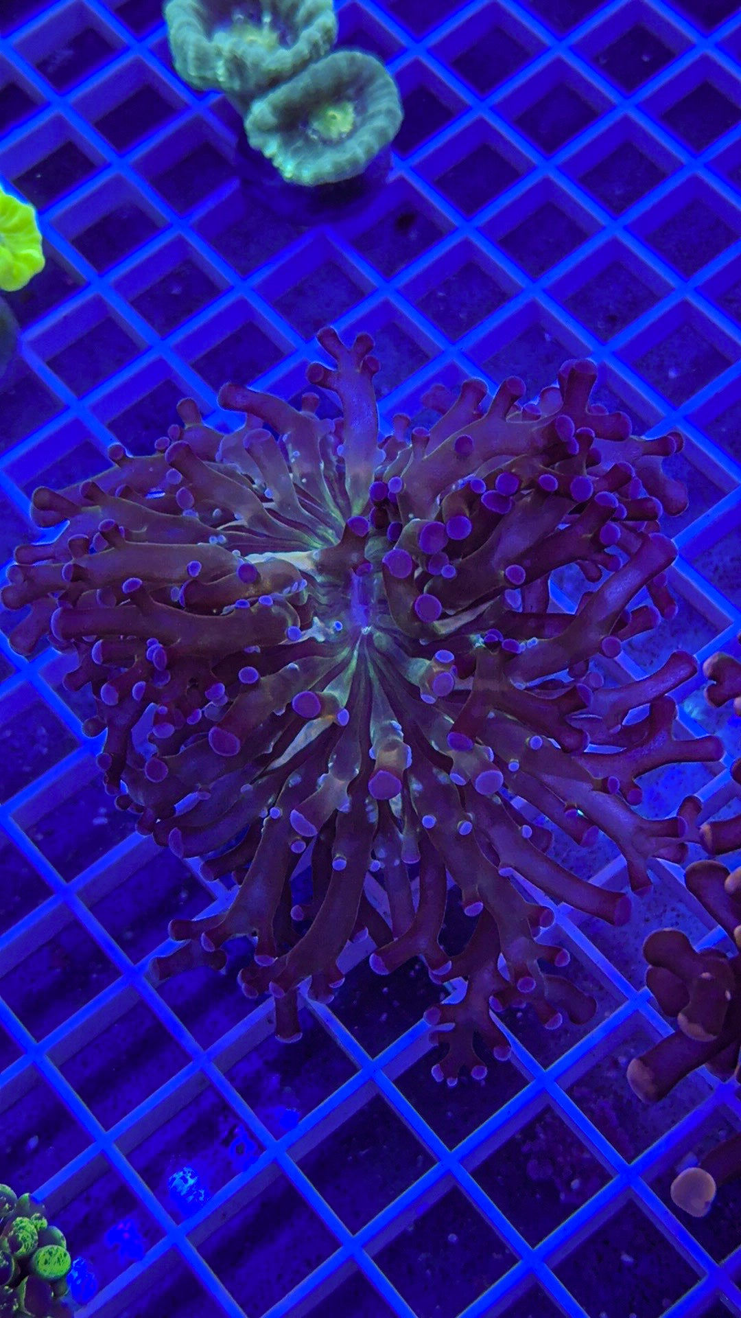 Blue Grafted Frogspawn (WYSIWYG)