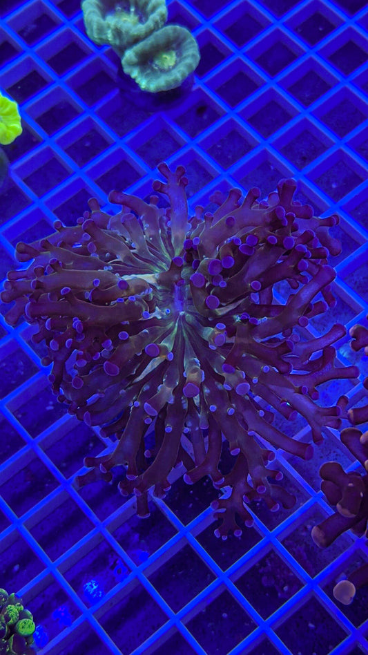 Blue Grafted Frogspawn (WYSIWYG)
