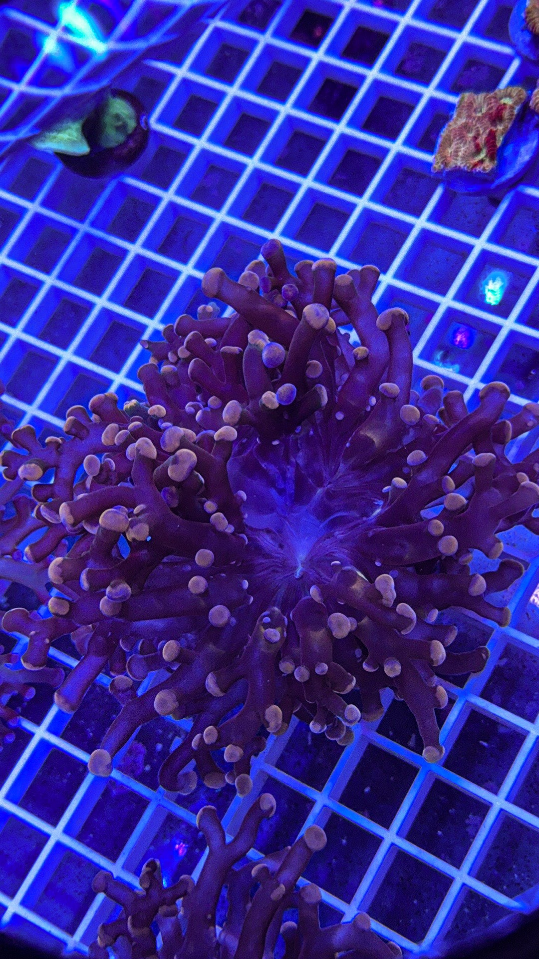 Pink Frogspawn (WYSIWYG)