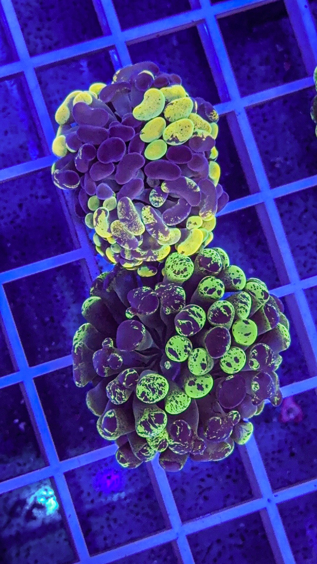 True Yellow Splatter Hammer (WYSIWYG)