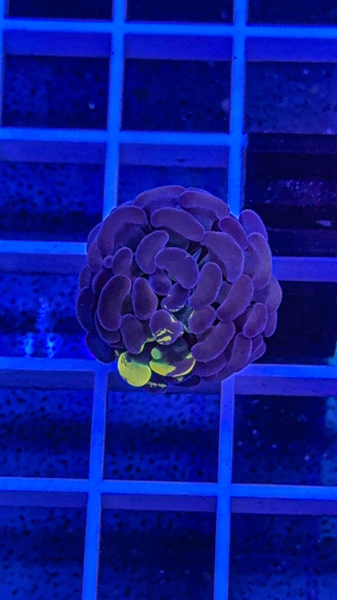 True Yellow Splatter Hammer (WYSIWYG)