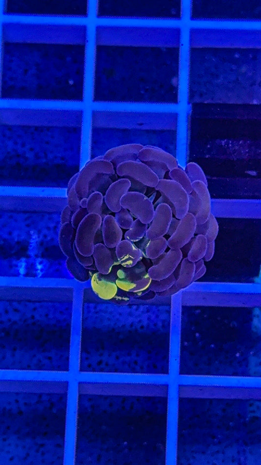 True Yellow Splatter Hammer (WYSIWYG)