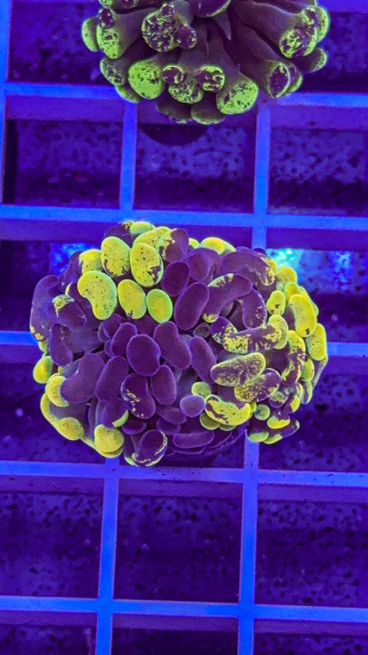 True Yellow Splatter Hammer (WYSIWYG)