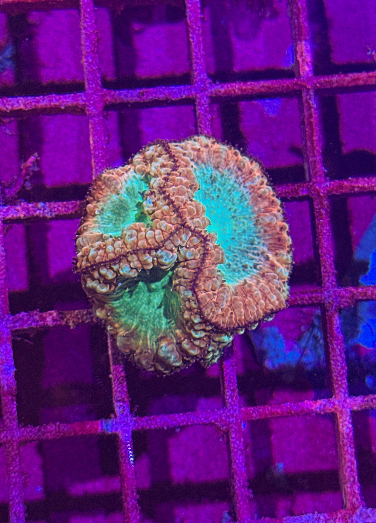 Chunky Blasto (WYSIWYG)