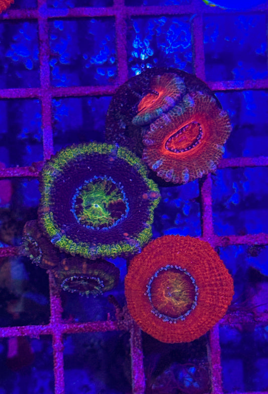 Acan Pack (WYSIWYG)