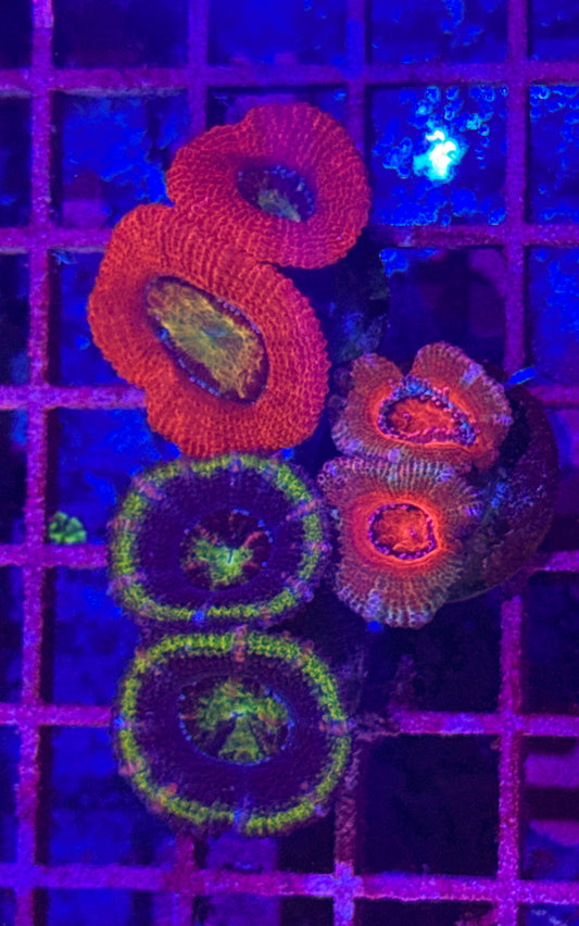 Chunky Acan Pack (WYSIWYG)