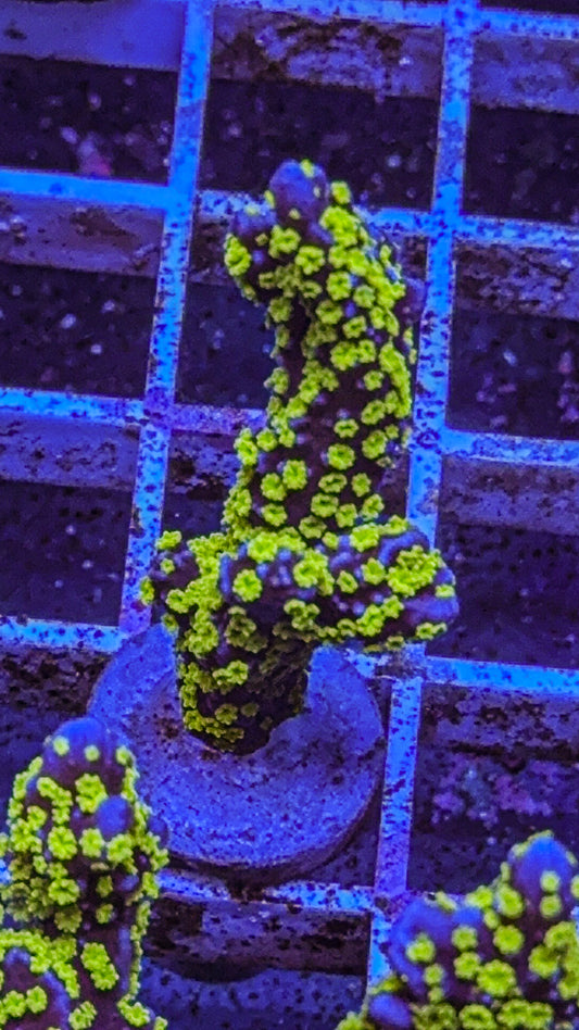 Tubbs Stellata Montipora(WYSIWYG)