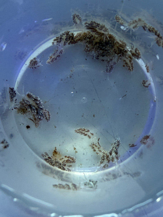 Bulk Berghia Nudibranch 50 count