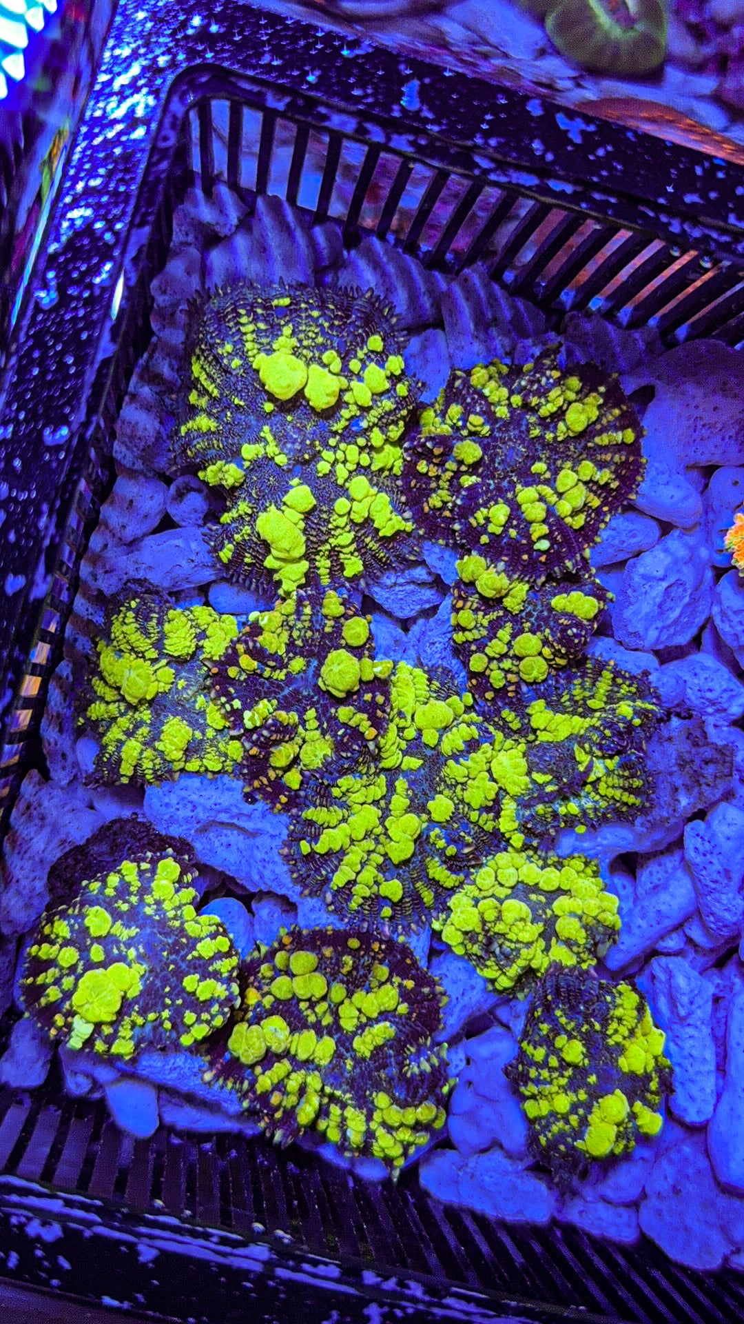 Uranium Bounce Mushroom (WYSIWYG)