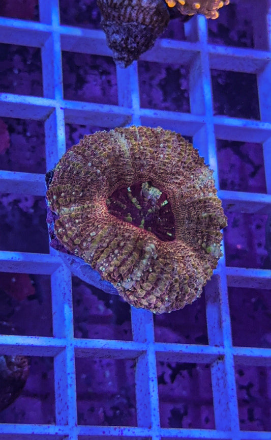 Rare!!! Acan Maxima (WYSIWYG)