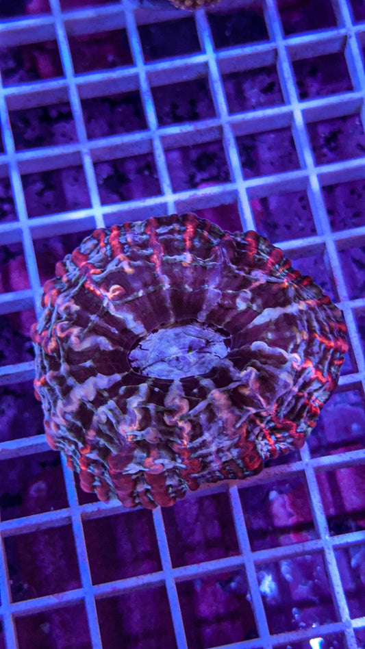 Indophyllia (WYSIWYG)