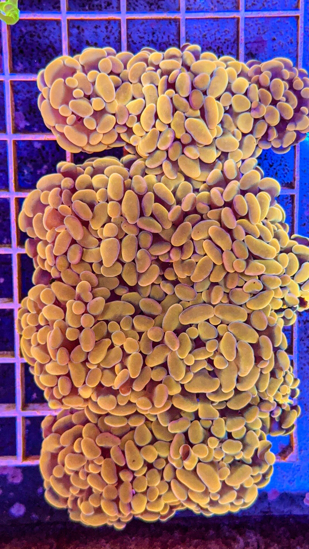 Golden/Orange Bean Hammers (WYSIWYG)