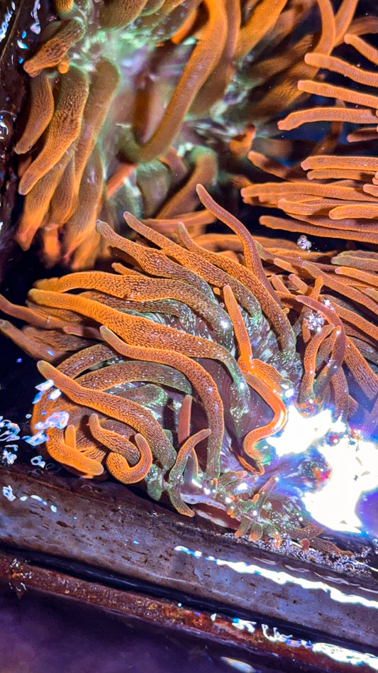 CSB Anemone “Colorado Sunburst Anemone”