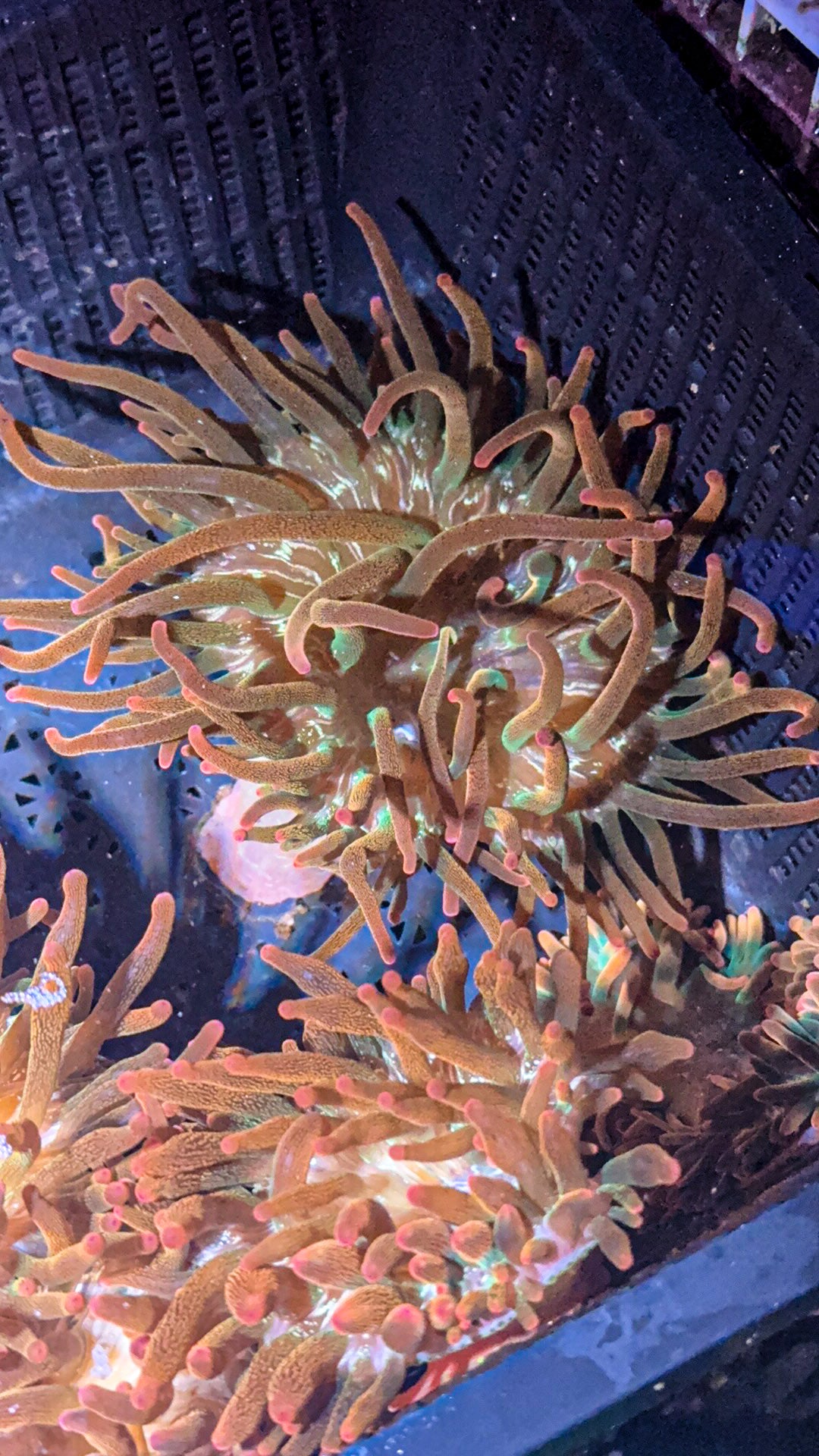 Rose Bubble Tip Anemone