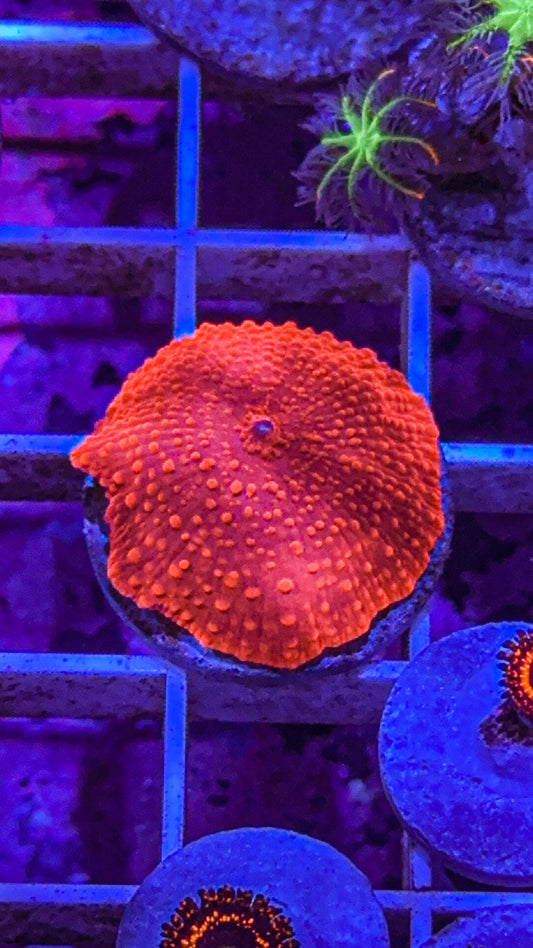 Red Discosoma Mushroom (WYSIWYG)