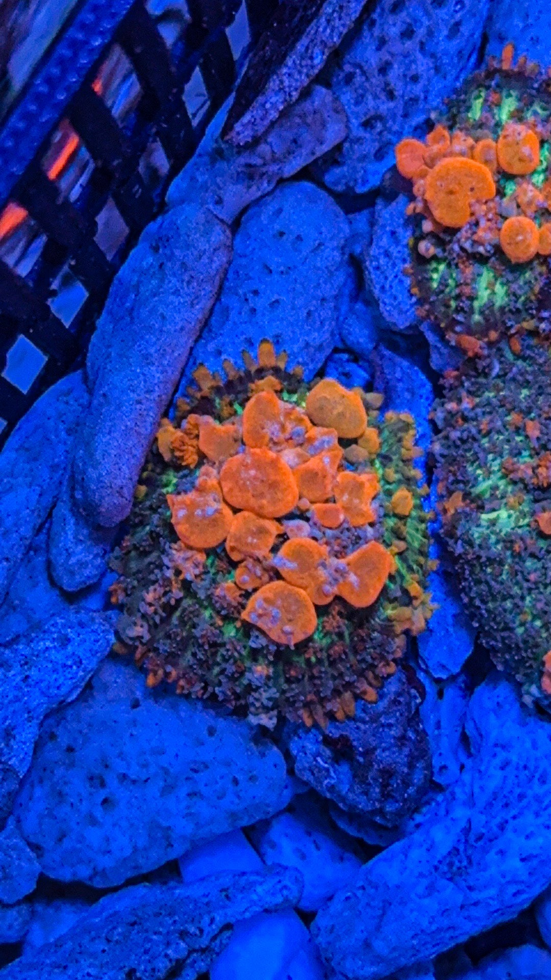 Sunkist Bounce Mushroom (WYSIWYG)