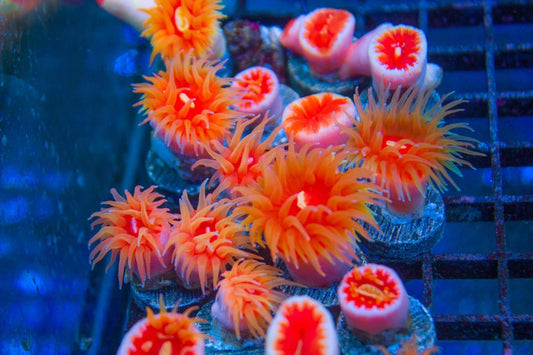 Fat Head Dendro (WYSIWYG)