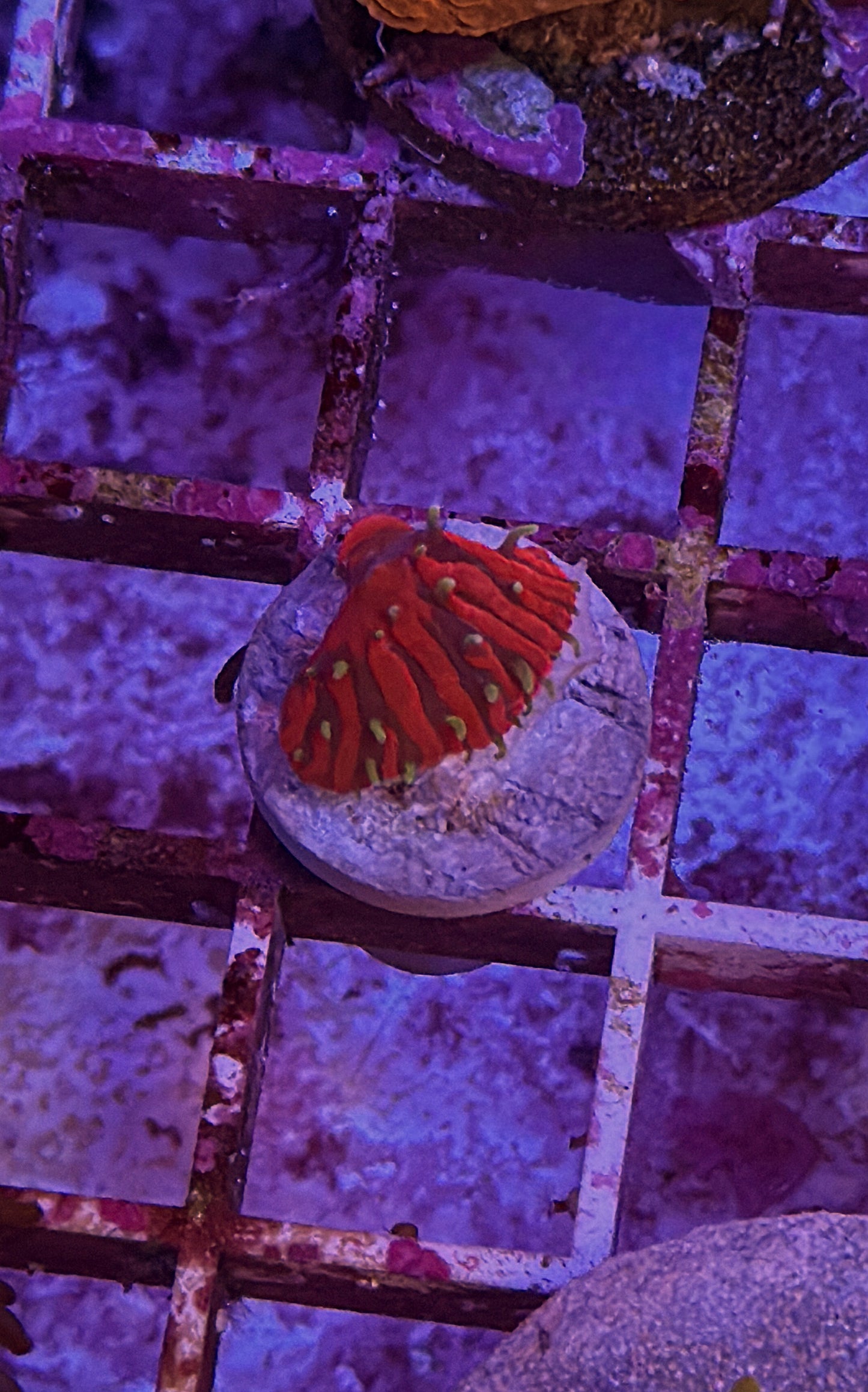 TCK Insane Plate (WYSIWYG)