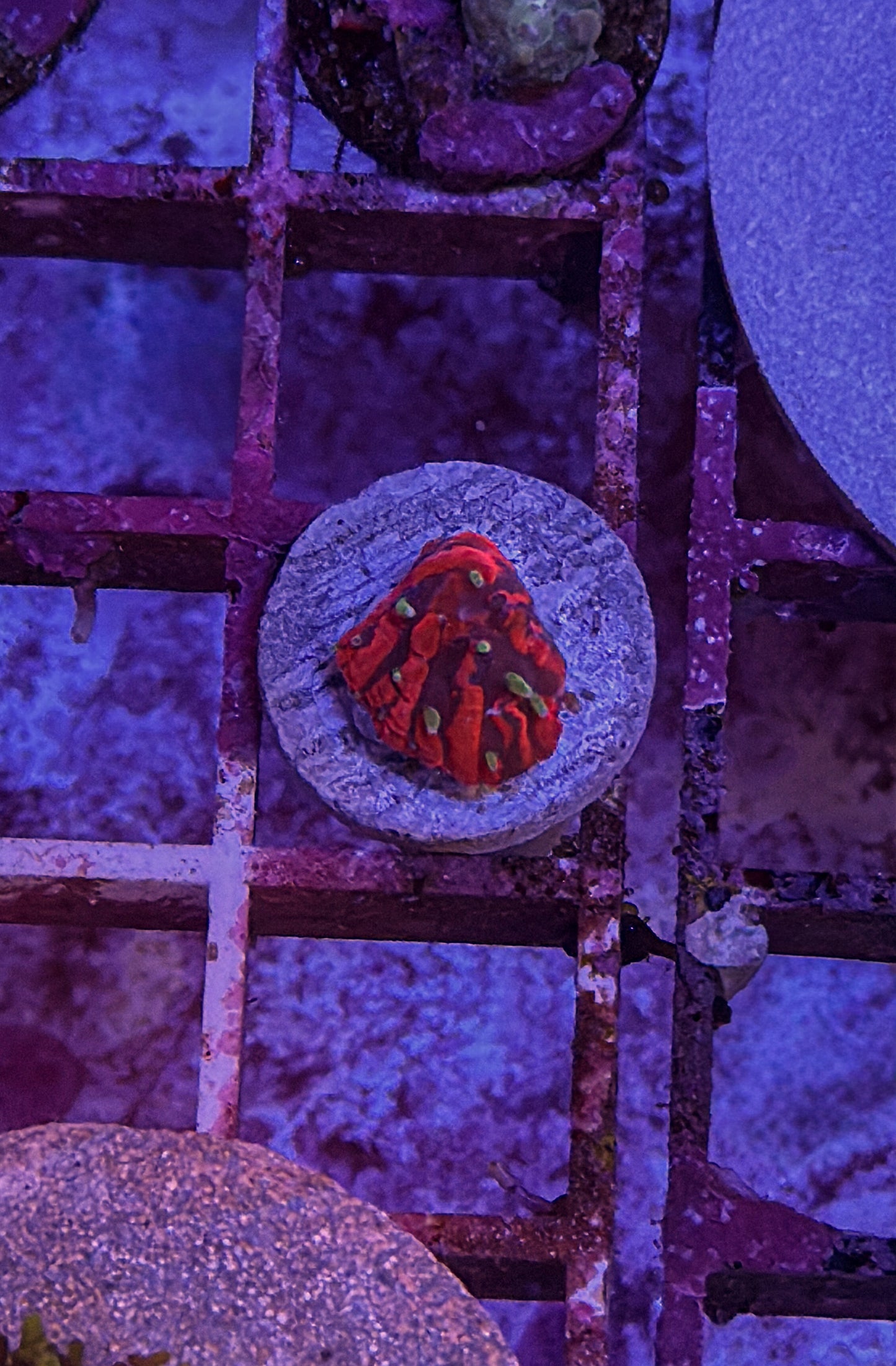 TCK Insane Plate (WYSIWYG)